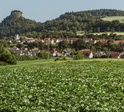 Mühlhausen-Ehingen, Kartoffelacker mit Blick auf den Hohenkrähen
